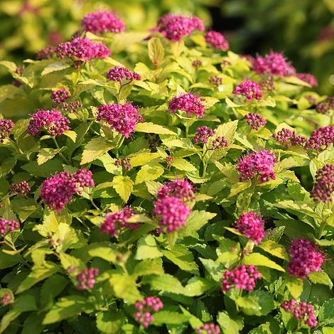 Spiraea Japonica 'Double Play Gold' 3 Spiraea Japonica 'Double Play Gold'