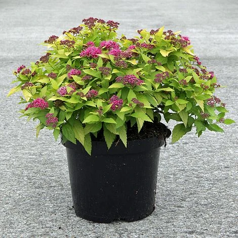 Spiraea Japonica 'Double Play Gold' 4 Spiraea Japonica 'Double Play Gold' - Image 2