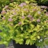 Spiraea Japonica 'Gold Mound' -Garden Glory Sales SPIR T62085 A h