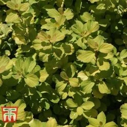 Spiraea Betulifolia 'Tor Gold' 10 Spiraea Betulifolia 'Tor Gold' -Garden Glory Sales SPIR T66454 D