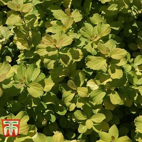 Spiraea Betulifolia 'Tor Gold' 6 Spiraea Betulifolia 'Tor Gold' - Image 4