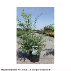 Spiraea Cinerea 'Graciosa' -Garden Glory Sales SPIR T66456 B h