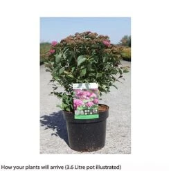 Spiraea Japonica 'Double Play Artist' 7 Spiraea Japonica 'Double Play Artist' -Garden Glory Sales SPIR T66462 B h