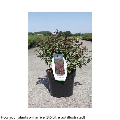 Spiraea 'Superstar' 4 Spiraea 'Superstar' - Image 2