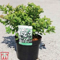 Spiraea Betulifolia 'Pink Sparkler' -Garden Glory Sales SPIR TKA3526 A