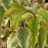 Stachyurus Chinensis 'Joy Forever' -Garden Glory Sales STAC TKA3534 A