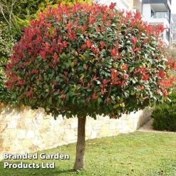 Photinia 'Red Robin' (Standard) -Garden Glory Sales STAN TCK74037 A1