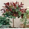 Photinia 'Red Robin' (Standard) -Garden Glory Sales STAN TCK74037 E