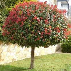 Photinia 'Red Robin' (Standard) -Garden Glory Sales STAN TCK74037 NOW1