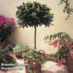 Laurus Nobilis (Standard) -Garden Glory Sales STAN BAYTREE U43522