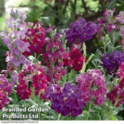 Stock 'Most Scented Mix' -Garden Glory Sales STOC P6106 C