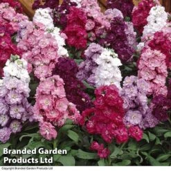 Stock 'Most Scented Mix' -Garden Glory Sales STOC P6106 D