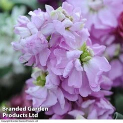 Stock 'Most Scented Mix' -Garden Glory Sales STOC P6106 E