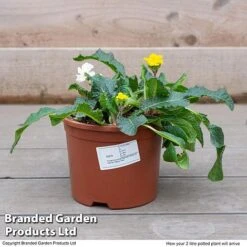 Stock 'Most Scented Mix' -Garden Glory Sales STOC P6106 F