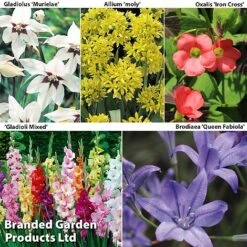 Bulb & Perennial Bumper Pack -Garden Glory Sales SUMMER BULB COL1