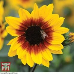 Sunflower SunBelievable™ 'Brown Eyed Girl' 12 Sunflower SunBelievable™ 'Brown Eyed Girl' -Garden Glory Sales SUNB TKA1036 B