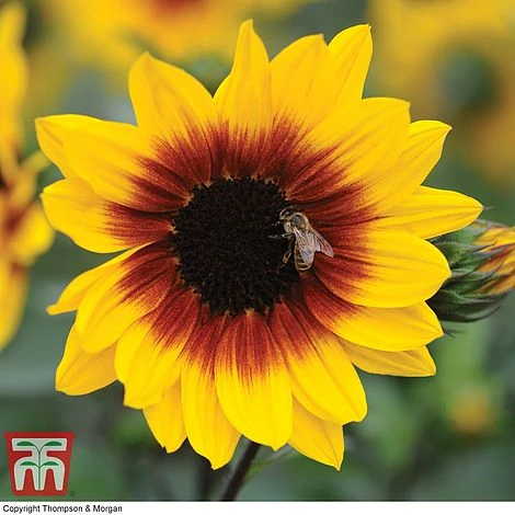 Sunflower SunBelievable™ 'Brown Eyed Girl' 6 Sunflower SunBelievable™ 'Brown Eyed Girl' - Image 4