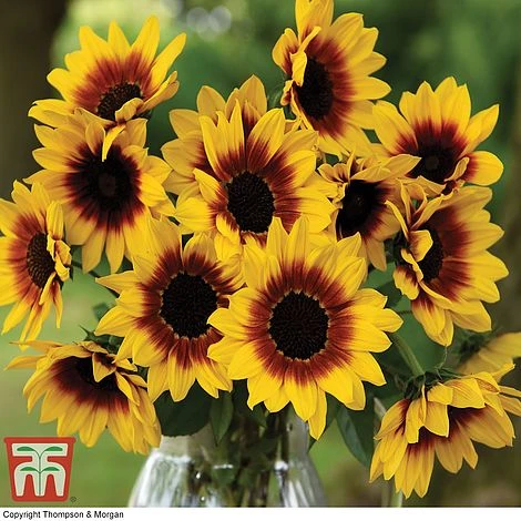 Sunflower SunBelievable™ 'Brown Eyed Girl' 9 Sunflower SunBelievable™ 'Brown Eyed Girl' - Image 7