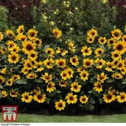 Sunflower SunBelievable™ 'Brown Eyed Girl' 14 Sunflower SunBelievable™ 'Brown Eyed Girl' -Garden Glory Sales SUNF TKA1036 F
