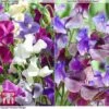 Sweet Pea Duo -Garden Glory Sales SWE WKB9969 A