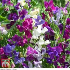 Sweet Pea Duo 11 Sweet Pea Duo -Garden Glory Sales SWE WKB9969 E