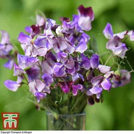 Sweet Pea Duo 4 Sweet Pea Duo - Image 2