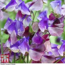 Sweet Pea Duo 9 Sweet Pea Duo -Garden Glory Sales SWE wkb9969 C