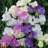 Sweet Pea 'Scent Infusion' -Garden Glory Sales SWEE T17016 A1