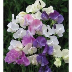 Sweet Pea 'Scent Infusion' -Garden Glory Sales SWEE T17016 A h