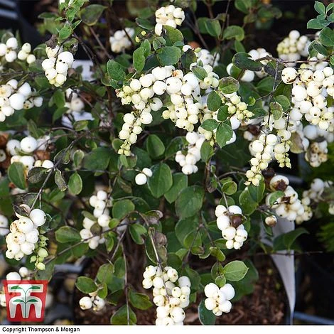 Symphoricarpos 'Magical Galaxy' 3 Symphoricarpos 'Magical Galaxy'