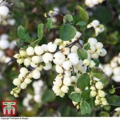 Symphoricarpos 'Magical Galaxy' 7 Symphoricarpos 'Magical Galaxy' -Garden Glory Sales SYMP 6648 A2