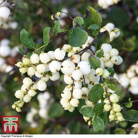 Symphoricarpos 'Magical Galaxy' 5 Symphoricarpos 'Magical Galaxy' - Image 3