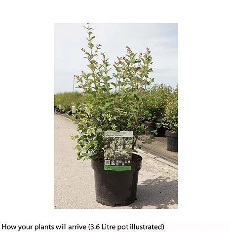 Symphoricarpos 'Magical Galaxy' 4 Symphoricarpos 'Magical Galaxy' - Image 2