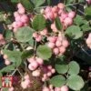 Symphoricarpos X Doorenbosii 'Amethyst' -Garden Glory Sales SYMP t66481 A