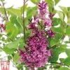 Lilac 'Bloomerang Dark Purple' -Garden Glory Sales SYRI T68533 B