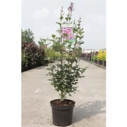 Lilac 'Bloomerang Dark Purple' 7 Lilac 'Bloomerang Dark Purple' -Garden Glory Sales SYRI T68533 B h