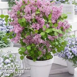 Syringa Flowerfesta® Collection 13 Syringa Flowerfesta® Collection -Garden Glory Sales SYRI FFESTAPIN S48771