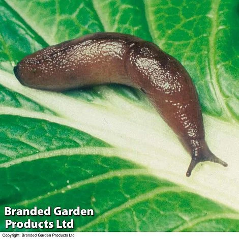 Nematode Slug Killer - 40m² 3 Nematode Slug Killer - 40m²