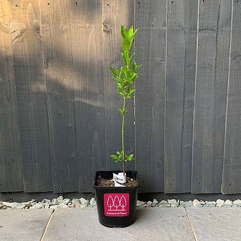Spindle (Euonymus Europaeus) Grown By Cotswold Trees 6 Spindle (Euonymus Europaeus) Grown By Cotswold Trees - Image 4