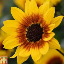 Sunflower SunBelievable™ 'Brown Eyed Girl' 13 Sunflower SunBelievable™ 'Brown Eyed Girl' -Garden Glory Sales Sunvbelievable 1