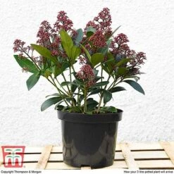 Skimmia Japonica 'Rubella' 14 Skimmia Japonica 'Rubella' -Garden Glory Sales T57538 arrival