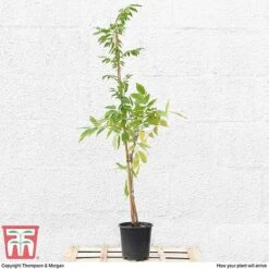 Wisteria Sinensis 'Prolific' 14 Wisteria Sinensis 'Prolific' -Garden Glory Sales T57979 arrival