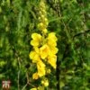 Verbascum Olympicum 2 Verbascum Olympicum -Garden Glory Sales T58444 VERB 1
