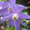 Clematis 'Frances Rivis' -Garden Glory Sales T59392 CLEM 1