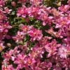Clematis 'Broughton Star' -Garden Glory Sales T59424 CLEM 1