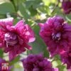 Clematis 'Purpurea Plena Elegans' -Garden Glory Sales T59459 CLEM 1