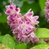 Deutzia 'Tourbillon Rouge' -Garden Glory Sales T62042 DEUT 1
