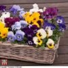 Viola 'Autumn Jewels Mixed' (Garden Ready) -Garden Glory Sales T62669 VIOL 1
