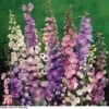 Delphinium 'Pacific Giants Mixed' -Garden Glory Sales T64056 DELP 1