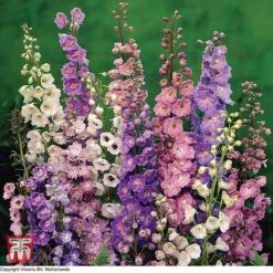 Delphinium 'Pacific Giants Mixed'